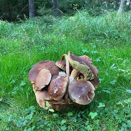 Летний дом Ctyri *